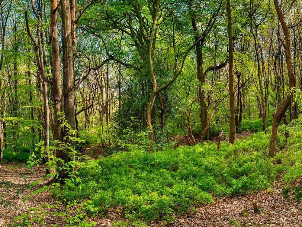 Greno Woods Pano