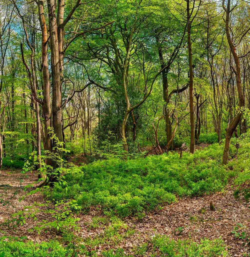 Greno Woods Pano