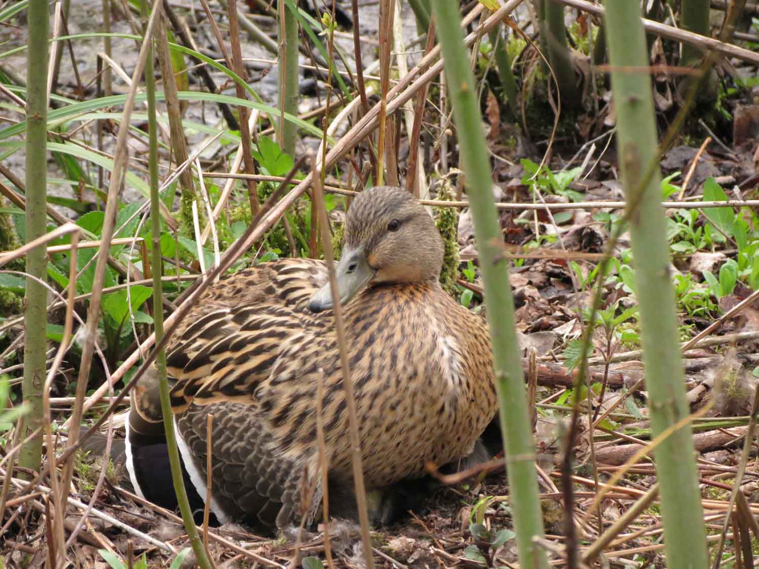 Mallard at Crabtree Ponds by Sarah Sidgwick