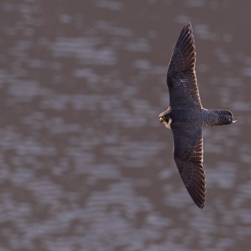 Peregrine Falcon by Bertie-gregory