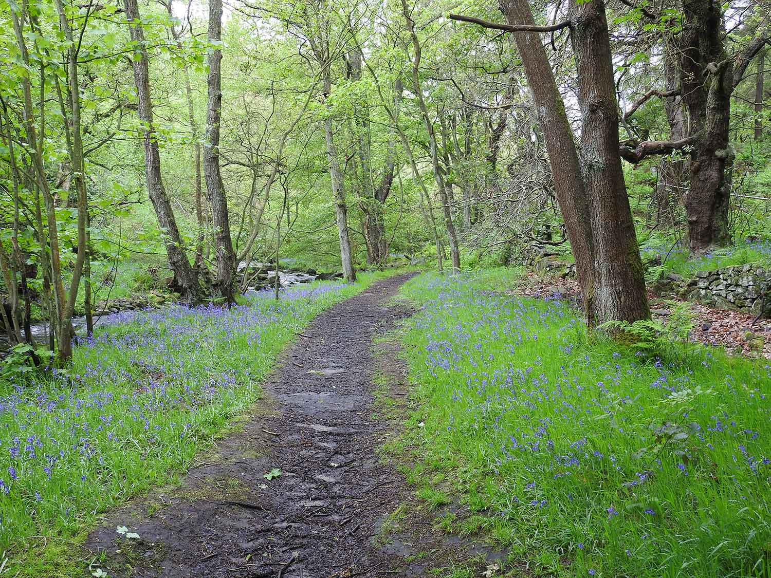 Wyming Brook Bluebells by Robert Miller