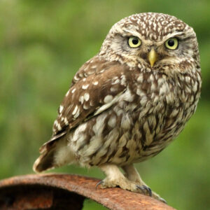 A little owl sat looking towards the camera from its on top of a rusted iron wheel.