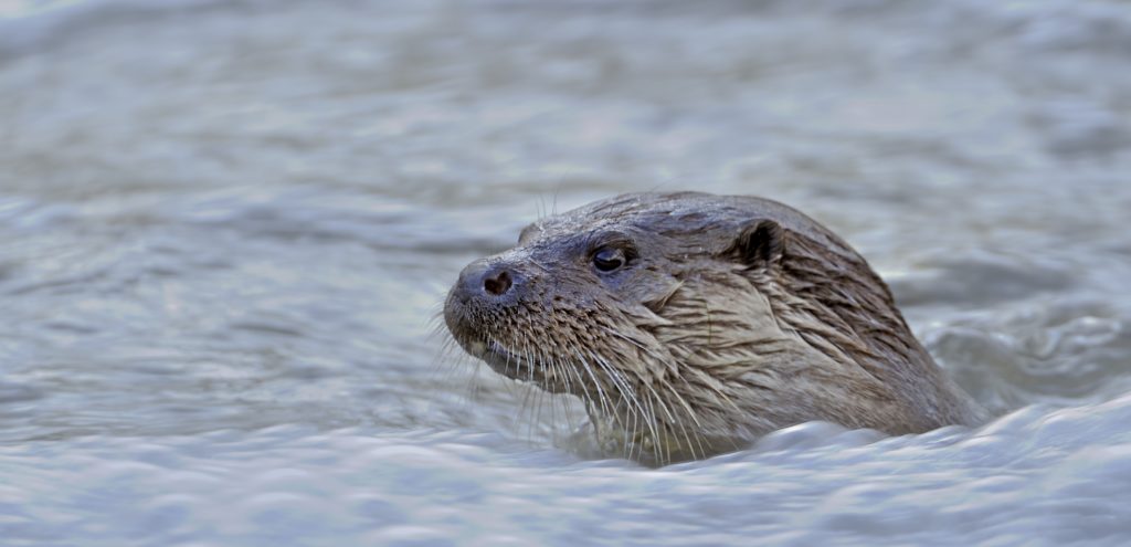 Otterly Amazing! | Sheffield & Rotherham Wildlife Trust