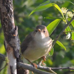 A Reed Warbler looks out from it's perch in the branches of a tree.