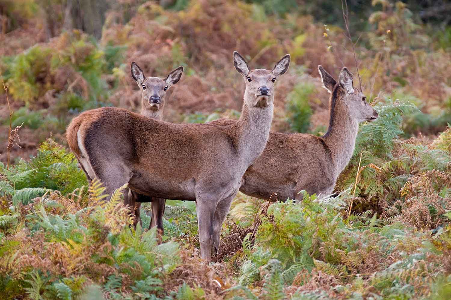 Blacka Moor deer, by Tom Aspinall