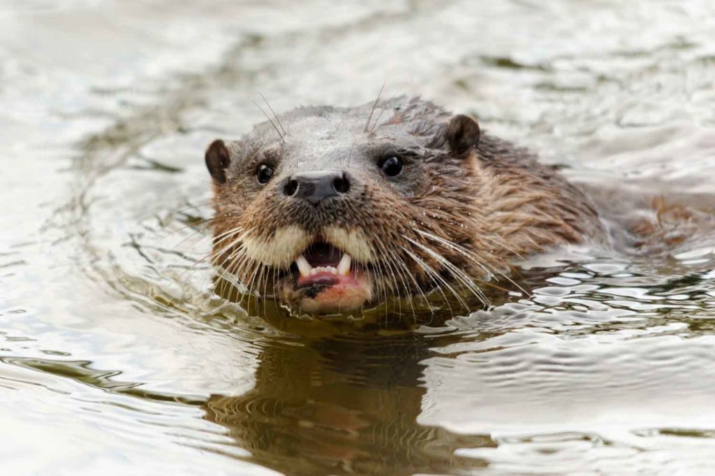 Otter by Amy Lewis