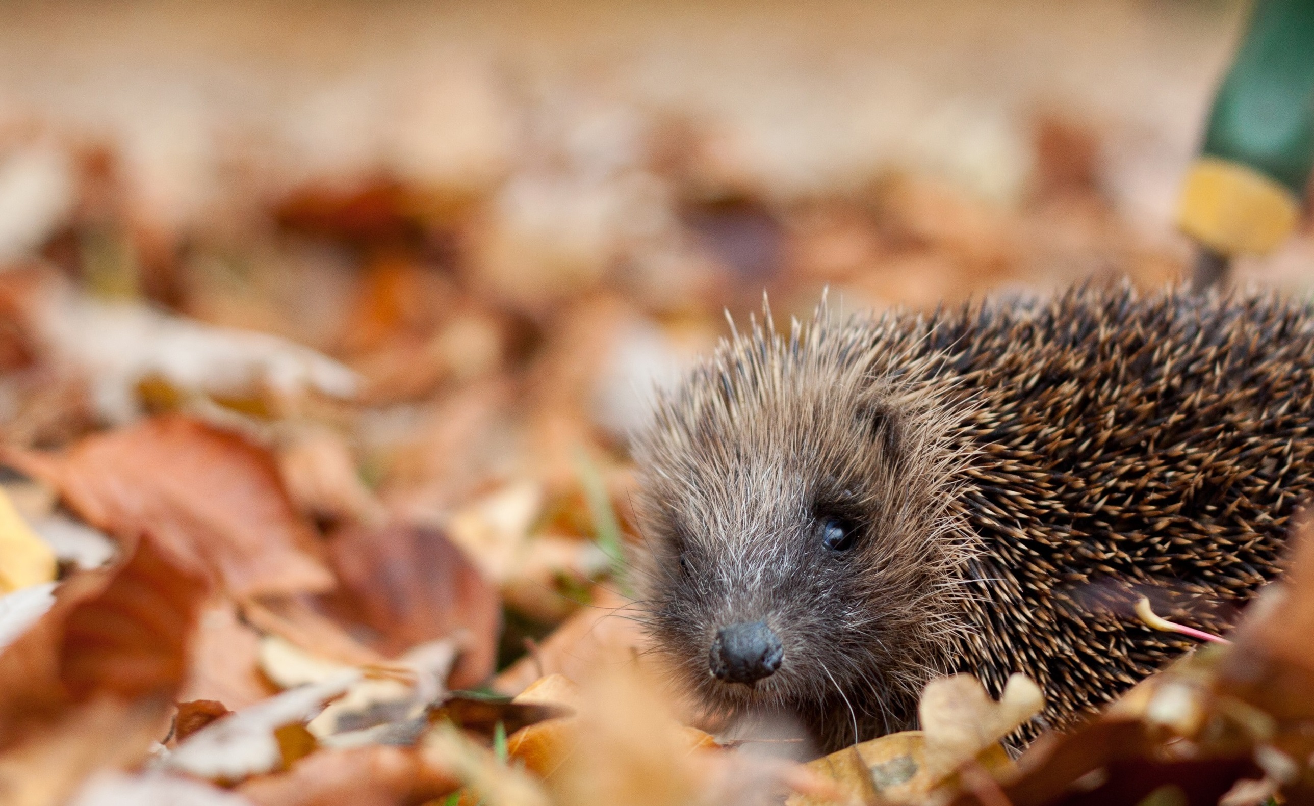 Hedgehog 