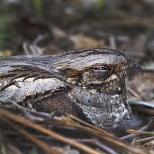 A Nightjar hidden by it's colouration rests on the ground.