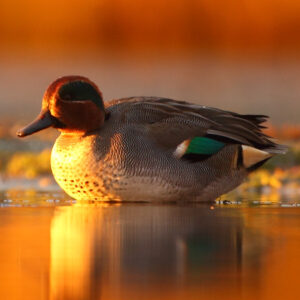 A Teal floating on the water in early morning light close to the shoreline.