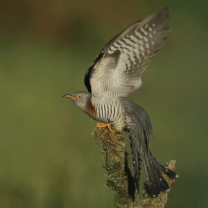 A cuckoo perched on a tree stump with wings raised shows the banded markings underneath