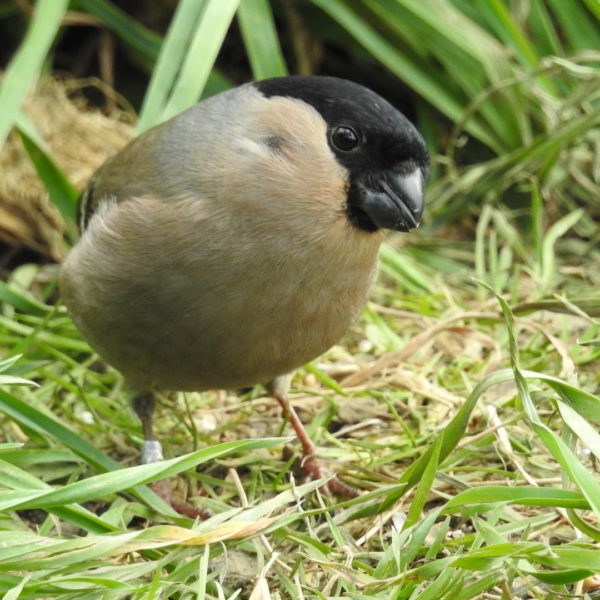 Bullfinch | Sheffield & Rotherham Wildlife Trust