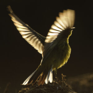 An adult male Yellow Wagtail perched on leaf litter in the shade with its wings spread wide.