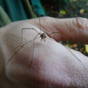 A Harvestman stood on top of the photographers hand