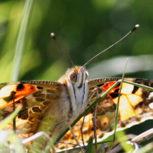 A Painted Lady Butterfly facing the right displaying its face, long antennae and the underside of it's wing.