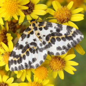 A |Magpie Moth against a background of yellow flowers