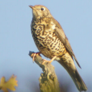 A Mistle Thrush showing it's white belly covered in round, black spots from it's perch on a top twig against a pale blue sky.