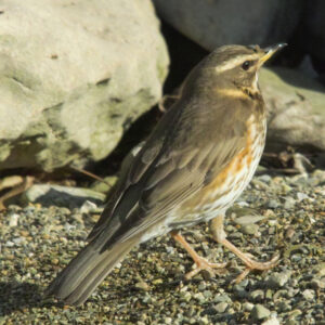 A Redwing stood facing away and to right among gravel with loose rocks in the background. Showing it's dark brown above and white below, with a black-streaked breast and orange-red flanks and underwing.
