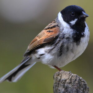 A Reed Bunting perched in the foreground facing to the right. The brown colouration on it's wing is shown against the white on grey of it's lower. It has a dark hood with a white flash on the side below the eye.