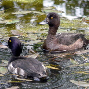 A male and female Tufted Ducks floating together on water.