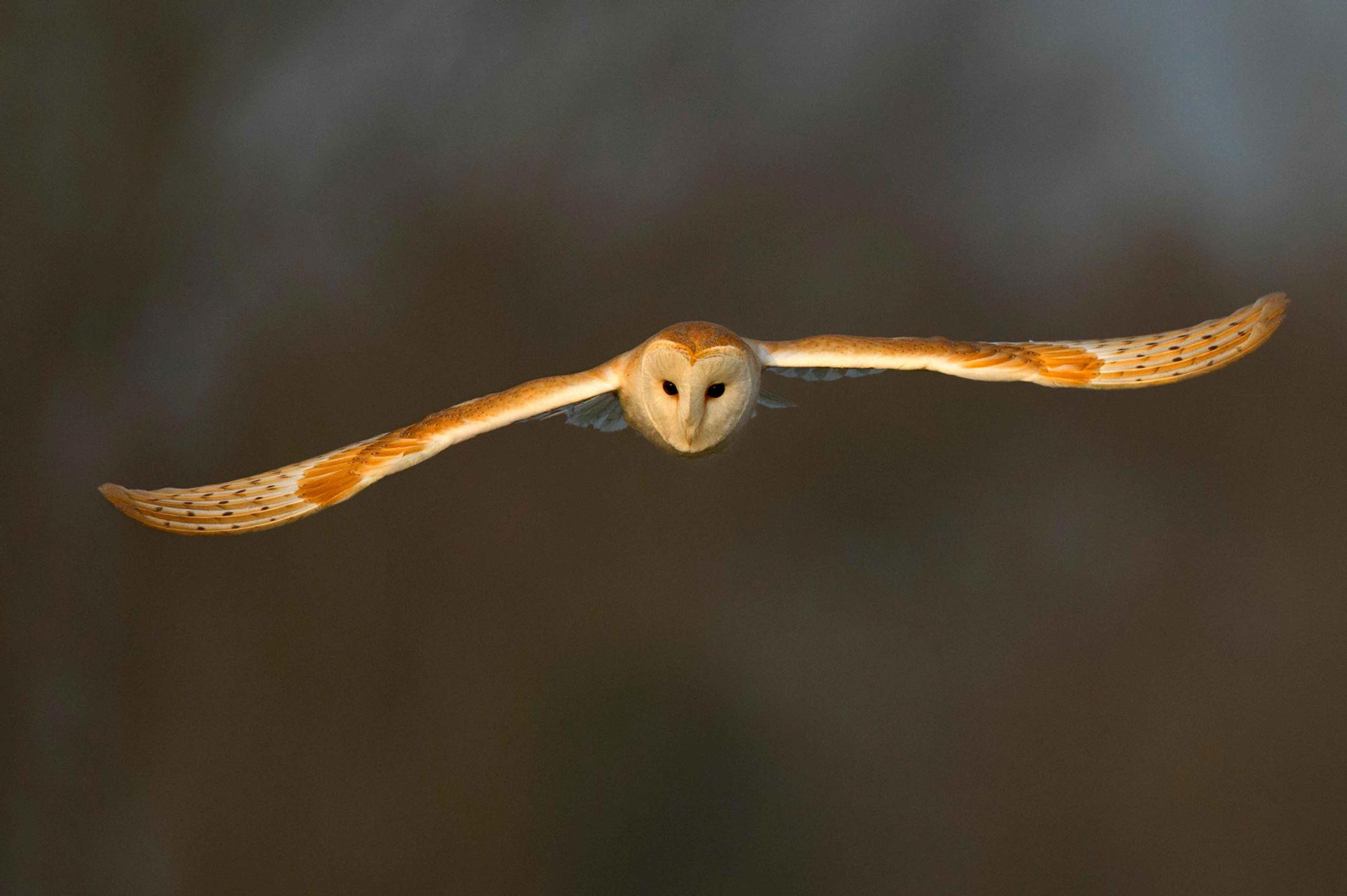 Barn Owl Sheffield Rotherham Wildlife Trust