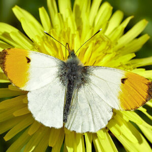 Photo by John Bridges shows a male Orange-tip butterfly from above.The orange tips of its wings that give its name stand out.