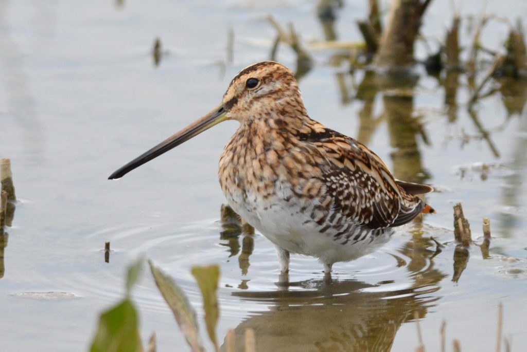 Snipe by Amy Jones