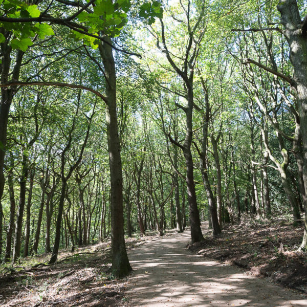 Greno Woods Reserves Sheffield And Rotherham Wildlife Trust