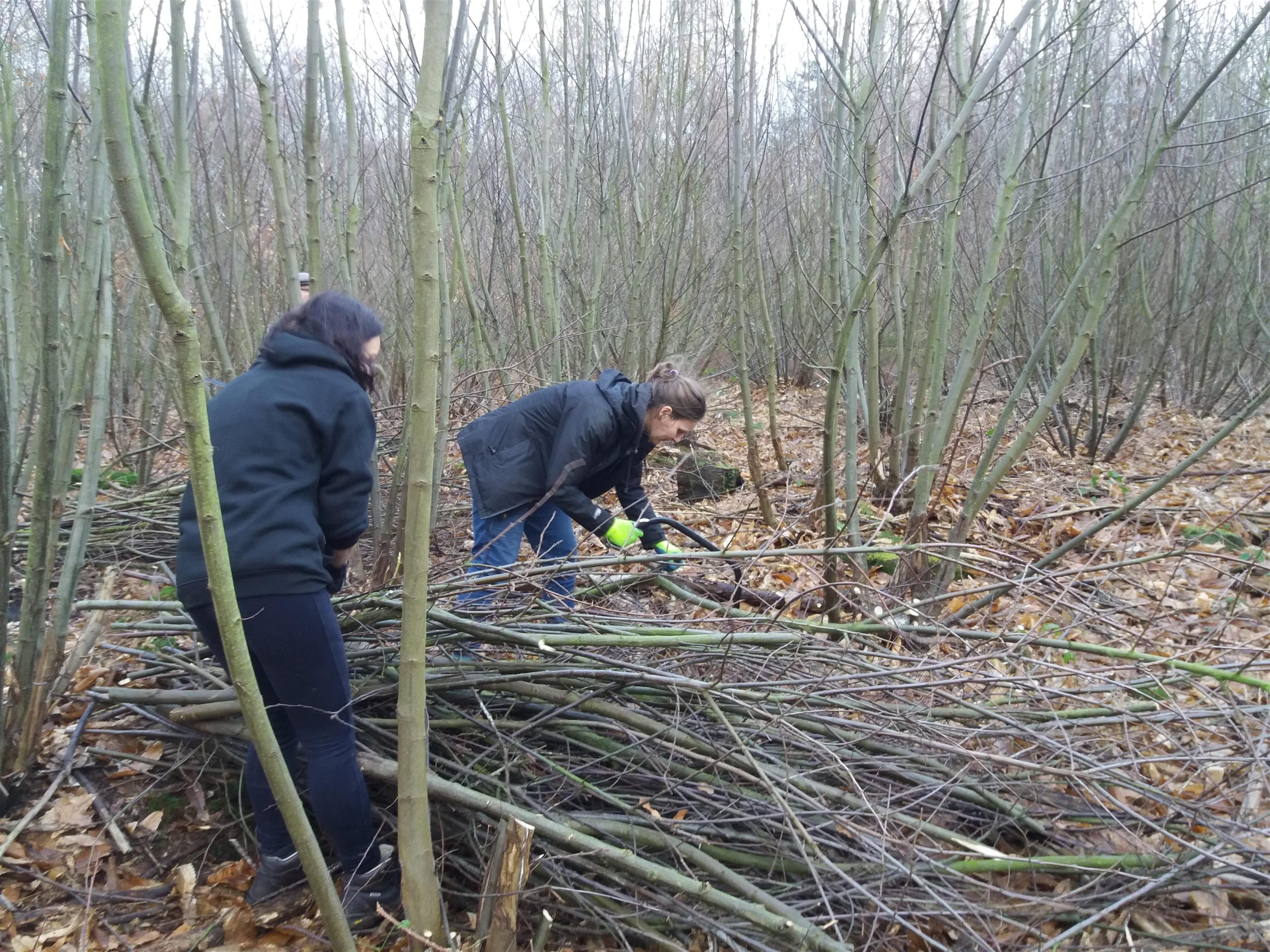 Coppicing Work Days at Greno Woods Nature Reserve