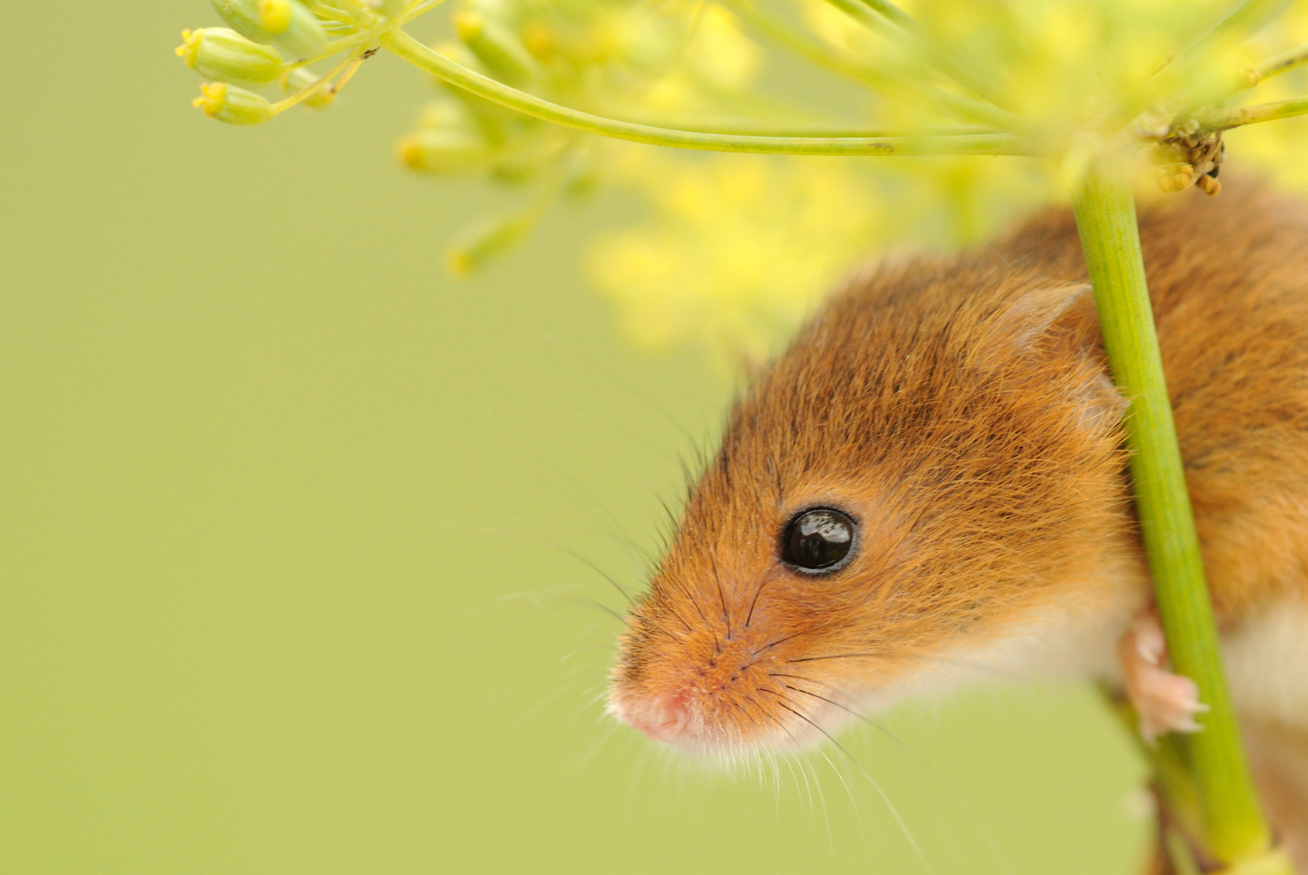 Harvest mouse © Amy Lewis 