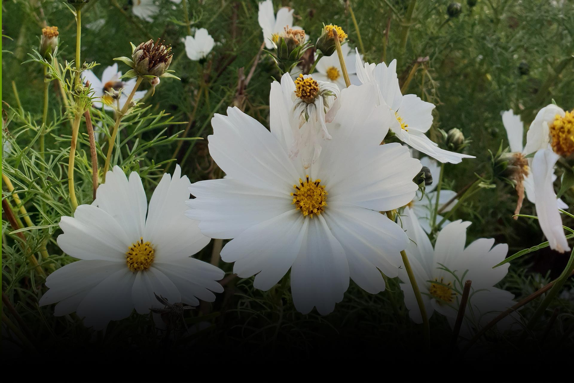 resources-to-explore-sheffield-rotherham-wildlife-trust