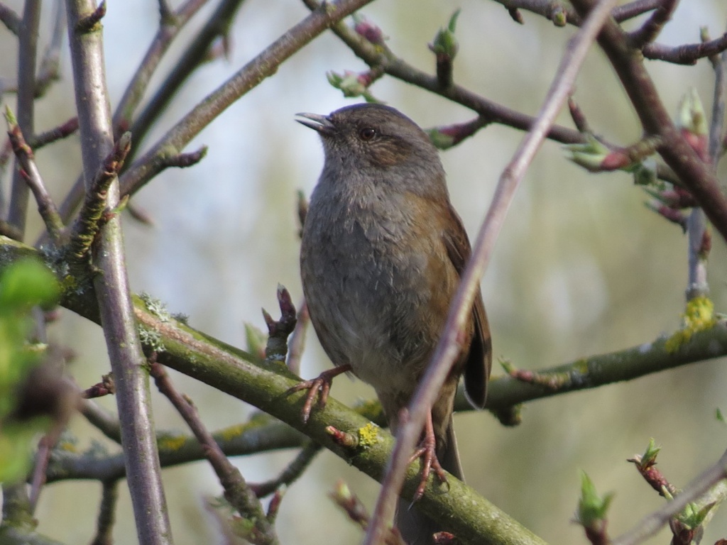 Dunnock - Sheffield & Rotherham Wildlife Trust