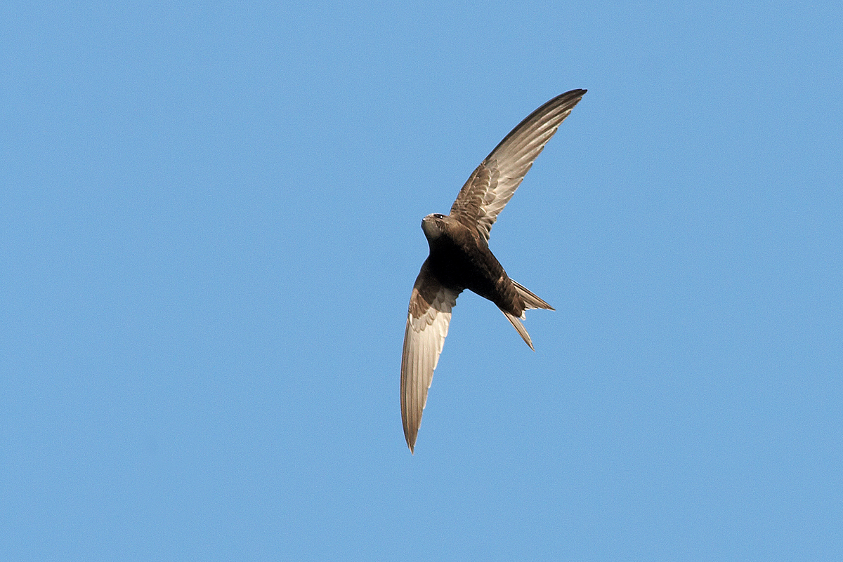 Install a swift nest box - Sheffield & Rotherham Wildlife Trust