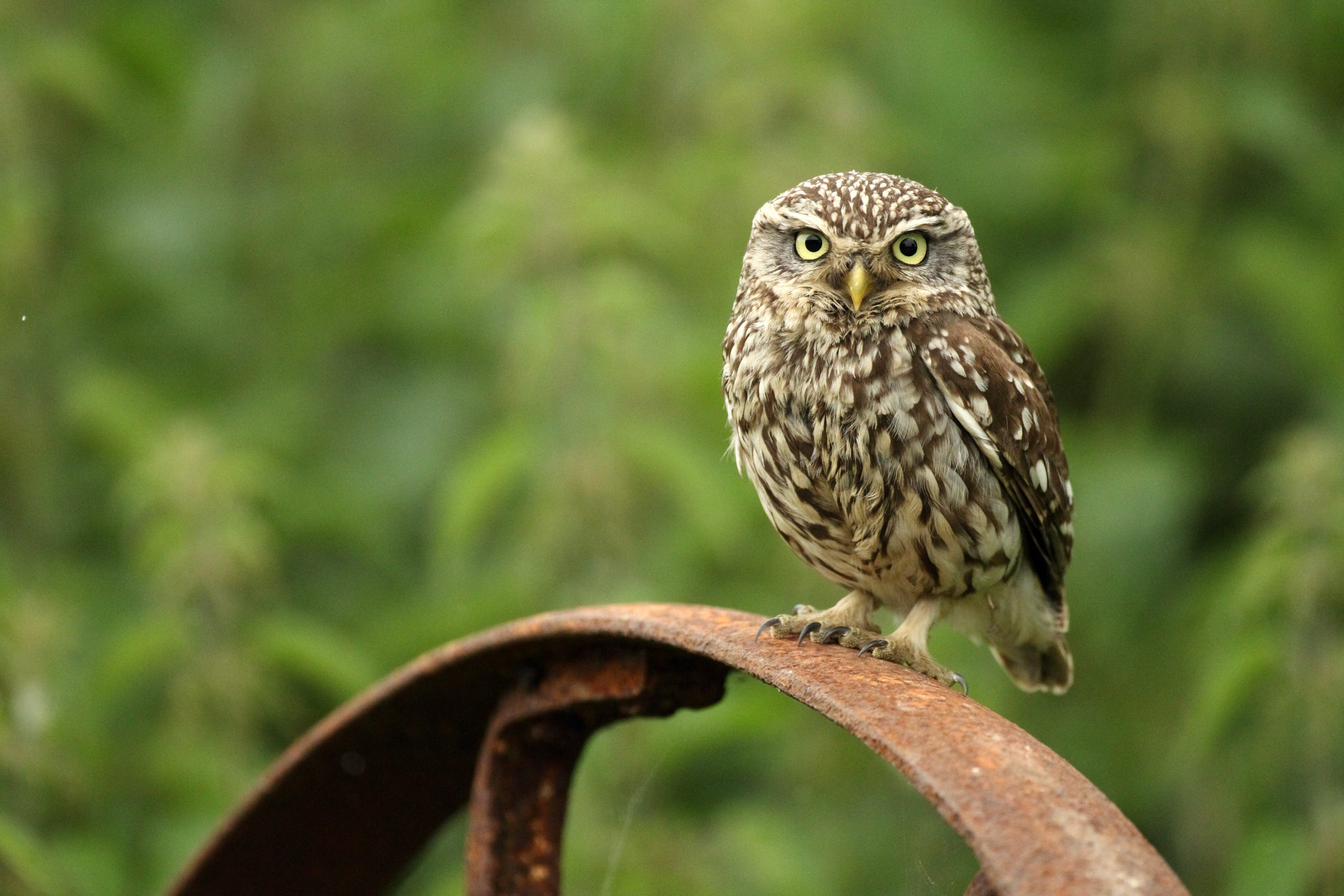 How To Identify Owls - Sheffield & Rotherham Wildlife Trust