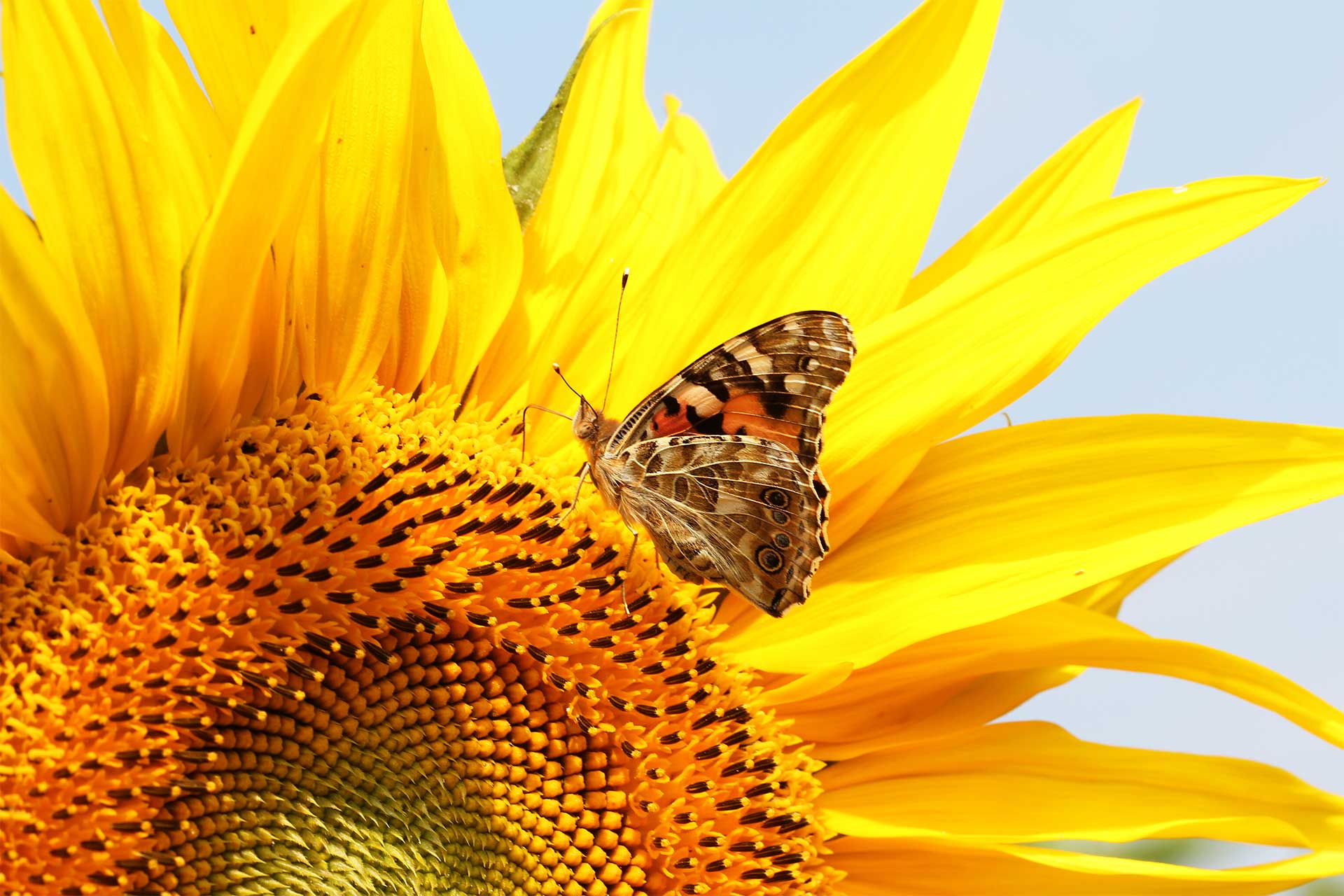 The Sunflower Challenge - Sheffield & Rotherham Wildlife Trust