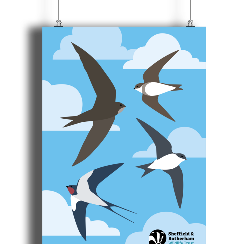 Swift, Swallow and Martins Art Print