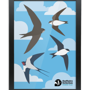 Swift, Swallow and Martins Framed Art Print