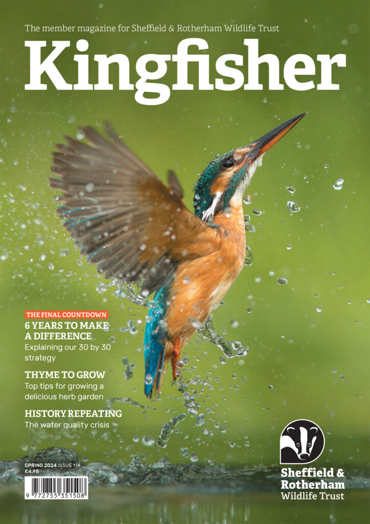 Kingfisher Magazine Cover featuring an image of a Kingfisher, with the headline '6 Years to make a Difference', Issue 114, Spring 2024