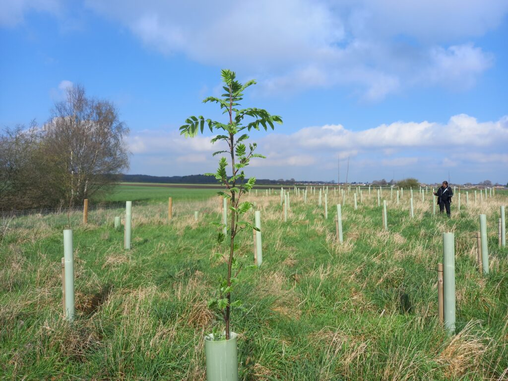 Tree monitoring at Doncaster Farm