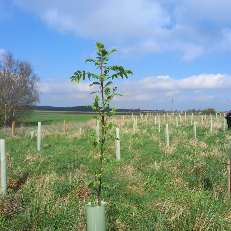 Tree monitoring at Doncaster Farm