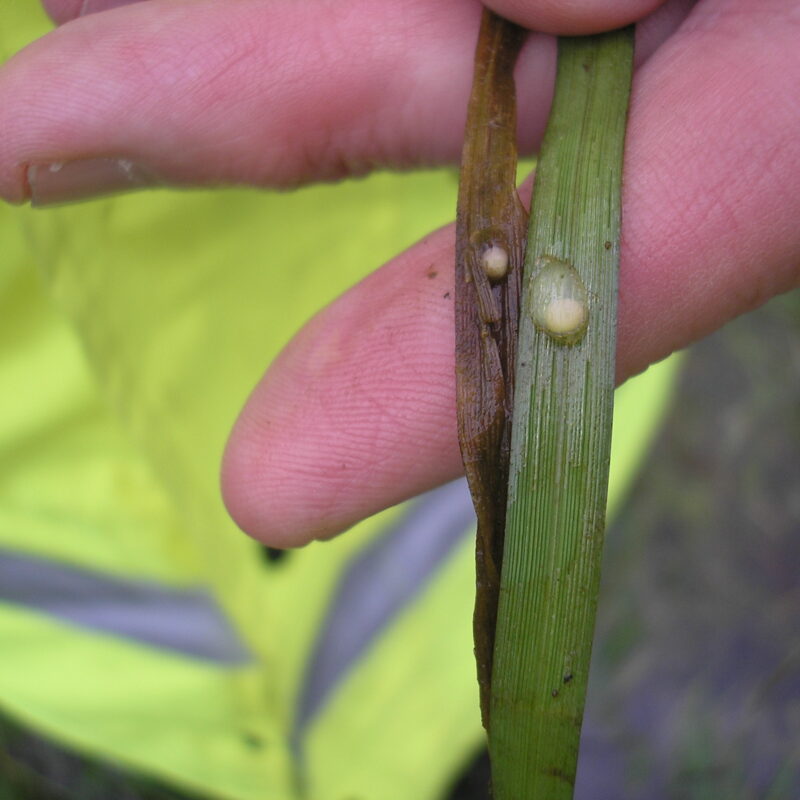 Small and great crested newt eggs on a leaf showing the difference in size