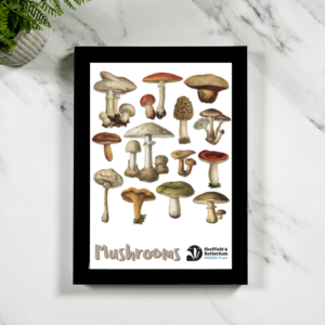 Mushrooms Illustration Framed Art Print