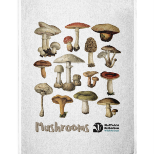 Mushrooms Illustration Tea Towel - White