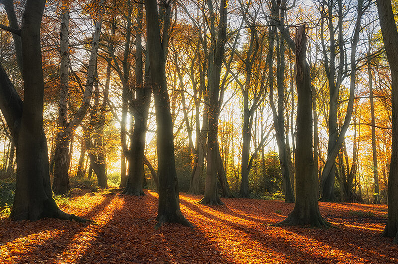 Autumn trees - grow your business