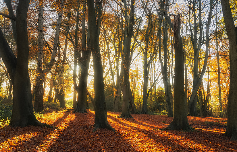 Autumn trees - grow your business