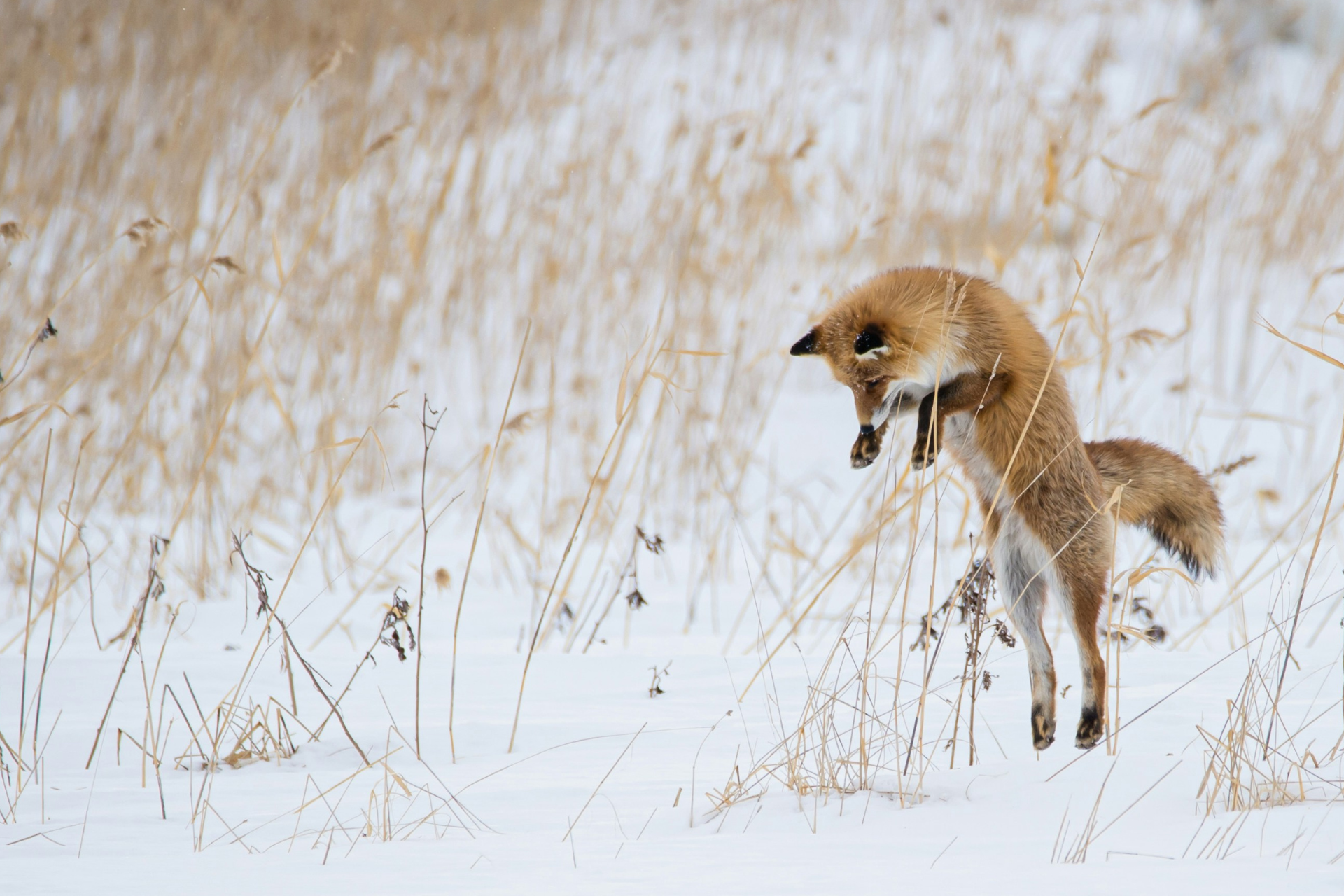 Jumping fox in the snow