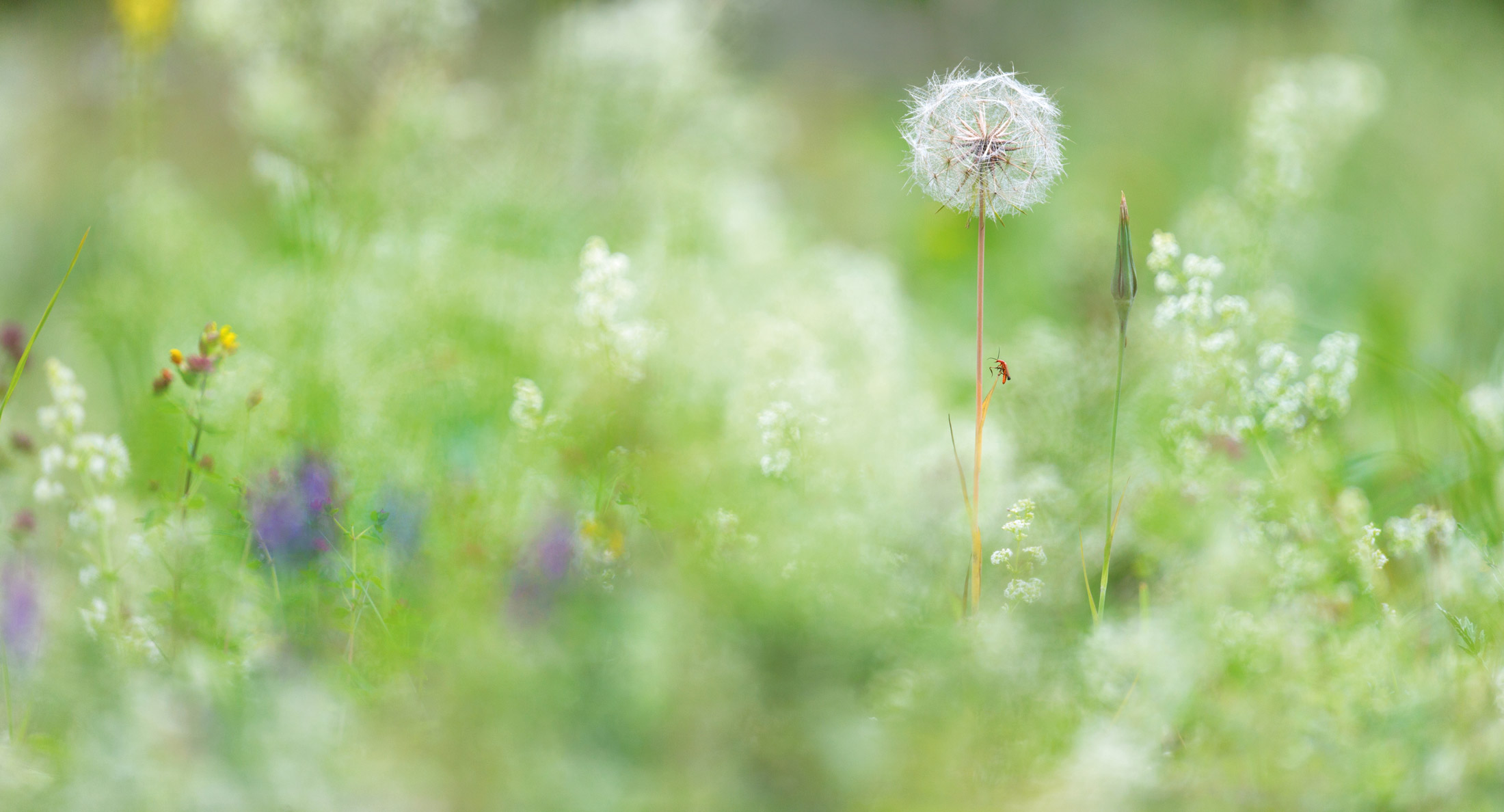 A small red bug climbing a dandelion stem in a wildflower meadow